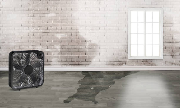 Best Water damage cleanup near me  in Georgetown, OH